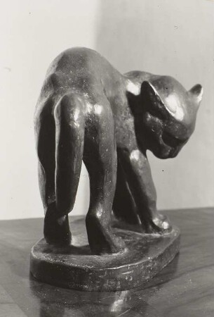 Spielende junge Katze