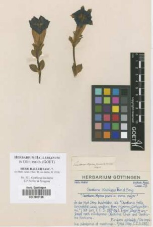 Gentiana kochiana E.P.Perrier & Songeon
