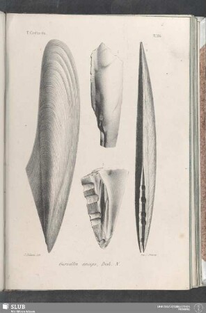 Pl. 394