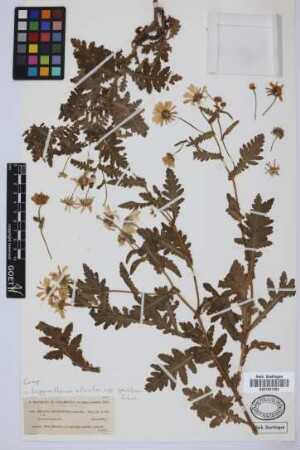 Preauxia jacobaeifolia Sch.Bip.