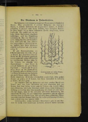 Verrierpalmette mit sieben Armen. Mittelarm zu üppig.