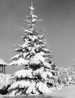 Tanne im Schnee, Sonthofen