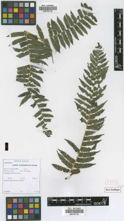 Cyathea austropallescens Lehnert [paratype]