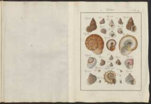Tab. 123.