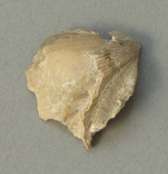 Muschelschale (Fragment)