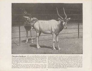 Mendes-Antilope