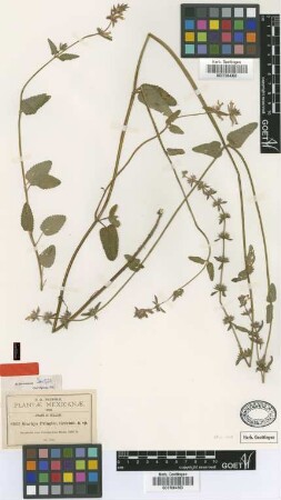 Stachys pringlei Greenm. [isotype]