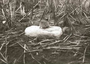 Feldmaus (Microtus arvalis Pall.). Pärchen