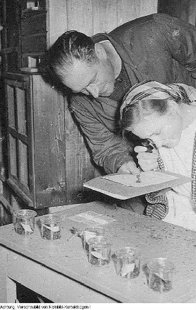 Mecklenburg - Stolpe, 1952