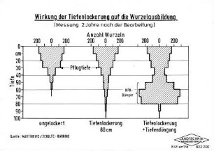 Wirkung der Tiefenlockerung auf die Wurzelausbildung (Messung 2 Jahre nach der Bearbeitung)