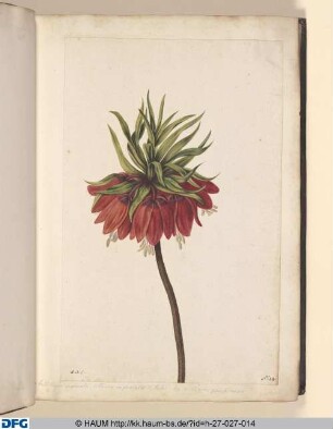 Tritillaria imperalis. s. Corona imperialis. s. Tufai, sive Lilium perficum.