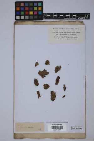 Lichen ericetorum