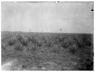 Matanzas. Blick über eine Sisalplantage (Sisal-Agave (Agave sisalana))