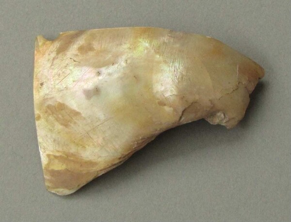 Shell ornament