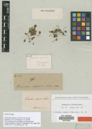 Dichondra repens J.R.Forst. & G.Forst. [type]
