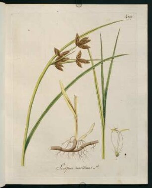 Scirpus maritimus L.
