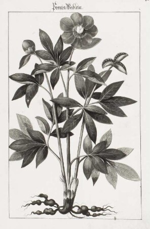 Peonia. Weiblein, Seite 82