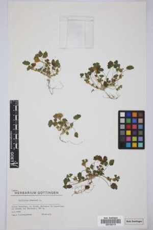 Trifolium cherleri L.