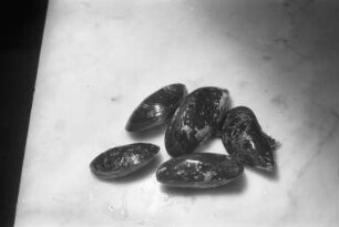 Muscheln in der Reihe "Tips der Verbraucherberatung"