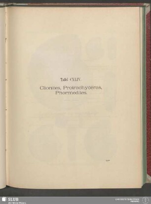 Tafel CXLIV. Clionites, Protrachyceras, Phormedites