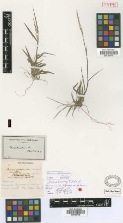Panicum hirsutum Sw.