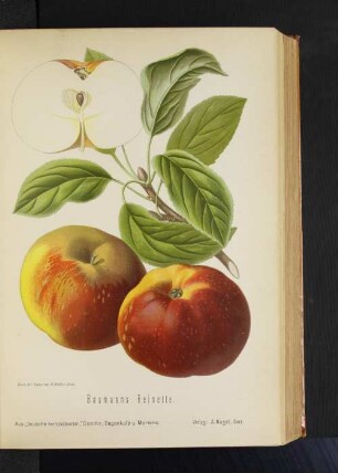 Baumanns Reinette.