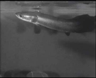 Arapaima gigas (Osteoglossidae) - Atmen atmosphärischer Luft