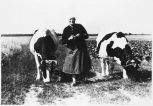 Beifütterung von Kühen
