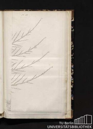 Pl. III. Fig. 6. 6e. Taille.