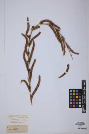 Calamus hostilis Wall. ex Voigt, nom. nud.