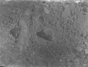Kurzohrmaus : Kurzohrmaus (Microtus subterranus Selys-Longchamps), auch kleinäugige Wühlmaus.