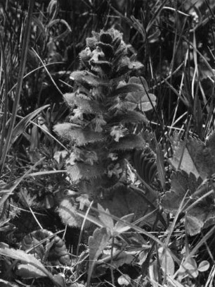 Pyramiden-Günsel (Ajuga pyramidalis), Pflanzenart aus der Familie der Lippenblütler (Lamiaceae)