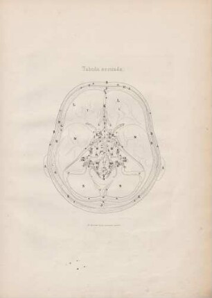 Situs et decursus nervorum cerebri intra cranium (Lineartafel)