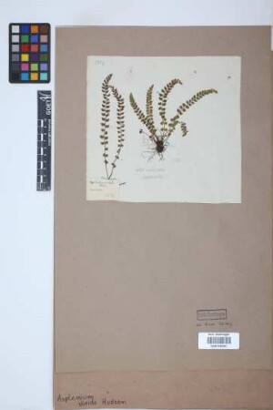 Asplenium viride Huds.