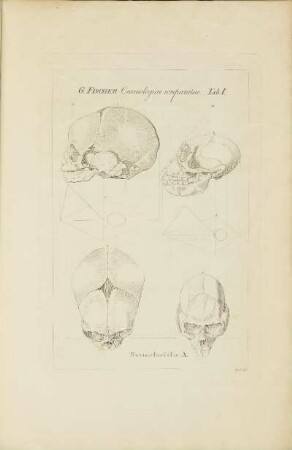 Tab. I.: Norma-facialis