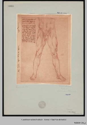 Beinstudien