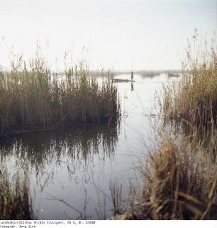 Ägypten: Schilfsee bei Alexandrien