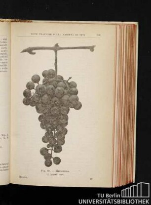 Fig. 60. - Marzemina. 1/2 grand. nat.