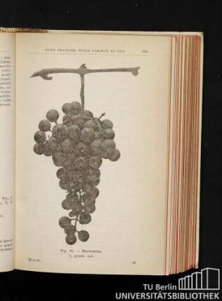 Fig. 60. - Marzemina. 1/2 grand. nat.