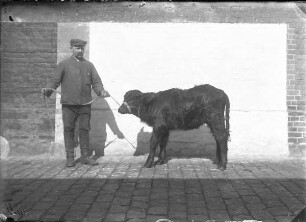 Europäischer Wasserbüffel, Rind, männlich