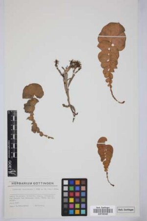 Limonium imbricatum (Webb ex Girard) F.T.Hubb. ex L.H.Bailey