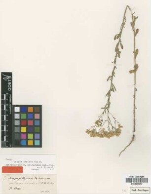 Conyza macrorhiza Sch.Bip. ex A.Rich. [syntype]