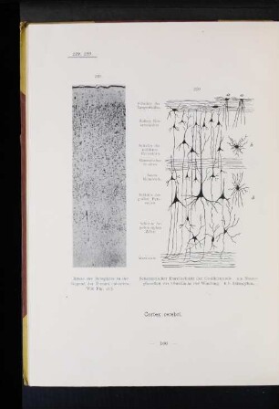 220 Schematischer Durchschnitt der Großhirnrinde. (...)