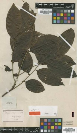 Diospyros philippinensis A.DC. [isotype]
