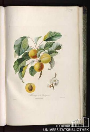 Pl. LVIII. Allergier de Montgamet.