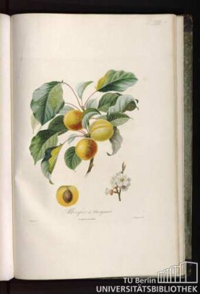Pl. LVIII. Allergier de Montgamet.