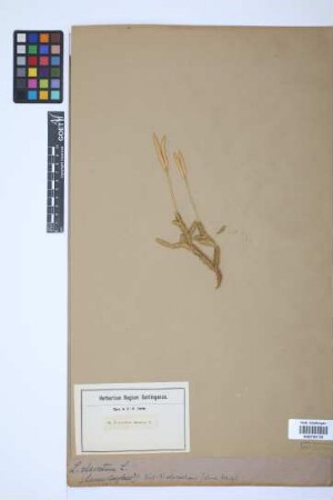 Lycopodium clavatum clavatum L.