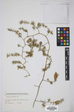 Asparagus umbellatus Link