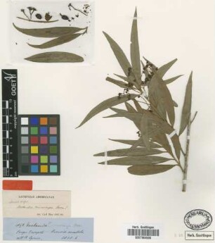 Nectandra microcarpa Meissn. [type]