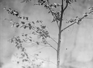 Kohlmeise : Rochlitzer Berg, Kohlmeise (Parus major L.) auf einer Birke